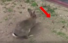 Vidéos de Lapins