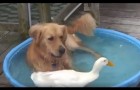 Video Video's van Eenden Eenden