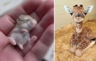 Vidéos de Petits Animaux