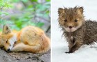 Vidéos de Renards