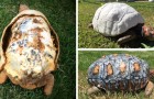 Video Video's van Schildpadden Schildpadden
