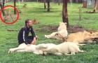 Vídeo de Leopardos