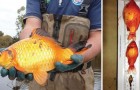 Vidéos de Poissons