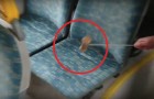 Video de Autobús