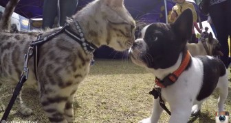 rencontre chien chat