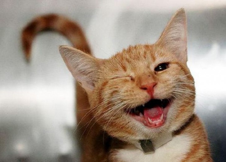 30 Immagini Di Animali Sorridenti Che Scioglieranno Anche Il Cuore Più Gelido