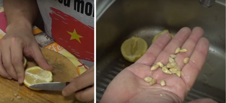 Come Far Germogliare Un Seme Di Mango