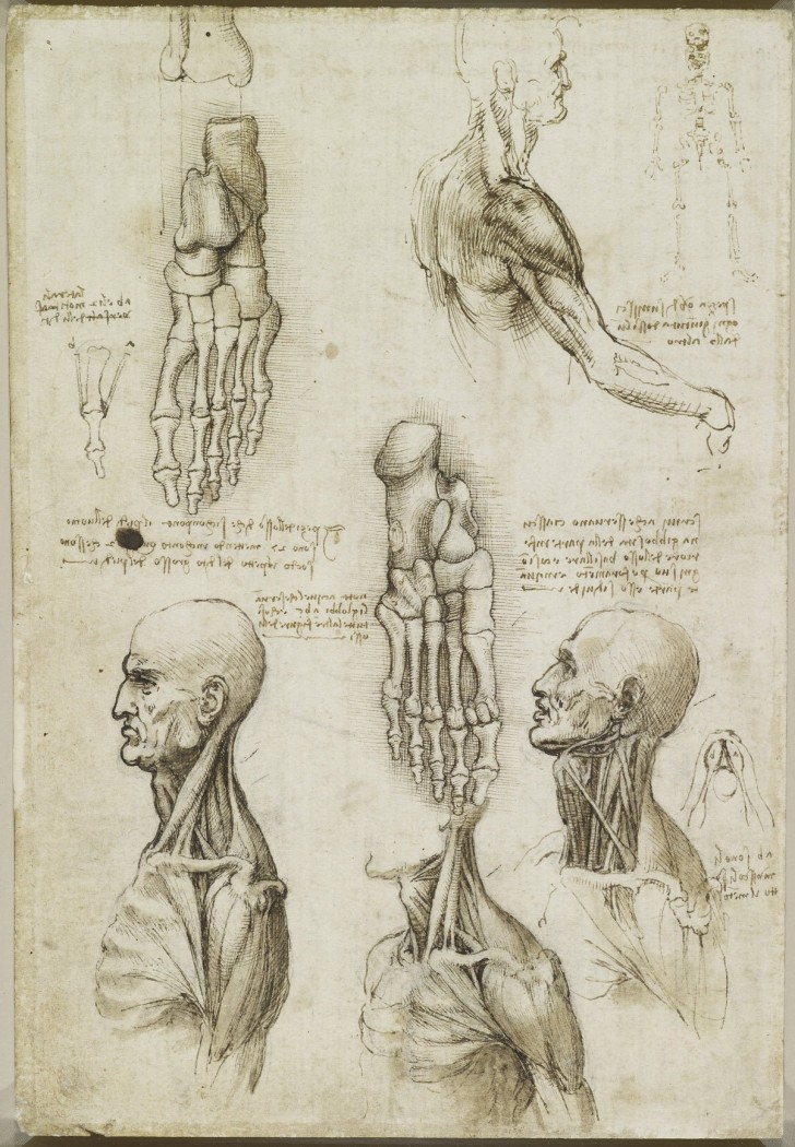 Leonardo's Anatomische Studies Gepubliceerd: Ongelooflijke Ontwerpen ...