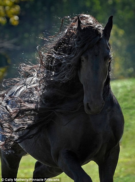 Dit Paard Wordt Beschouwd Als Het Mooiste Paard Ter Wereld Zijn Elegantie Is Onbeschrijflijk 