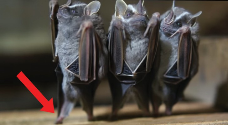 I migliori Video della categoria Pipistrelli GuardaCheVideo.it