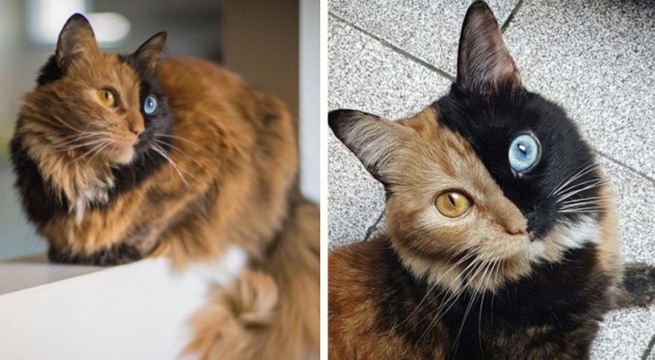 Deze Twee-Katten-In-Een Is De Mooiste Grap Van Moeder Natuur Die Je