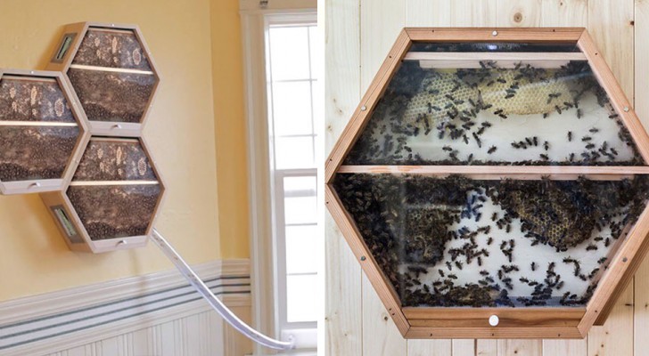 Diese Firma ermöglicht es, dass man Bienenkörbe im Wohnzimmer