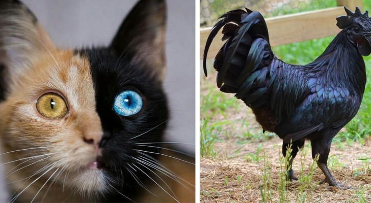 rencontre nutrition azureenne