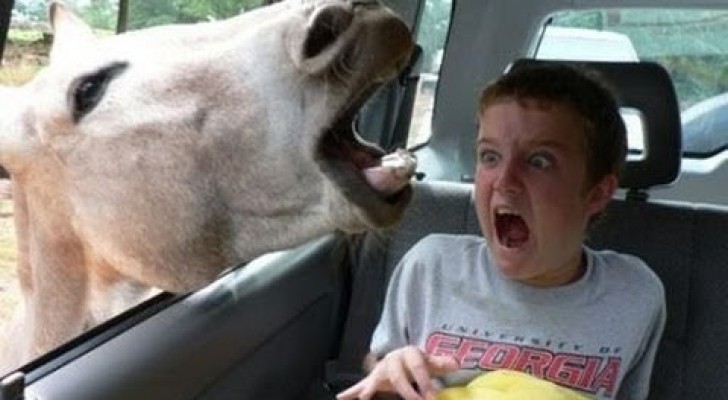 quel est animal qui hurle