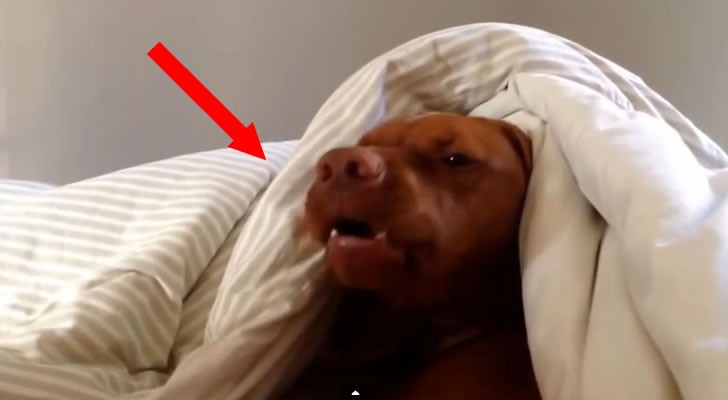 Fai Sentire Questo Suono Al Tuo Cane