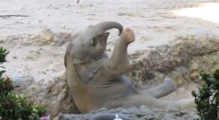 Die Art und Weise, wie diese Elefanten dem kleinen Elefanten zur Hilfe