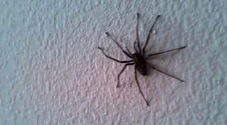 Ven Una Enorme Araña Sobre La Pared Del Salon, Pero Esperen De Ver La