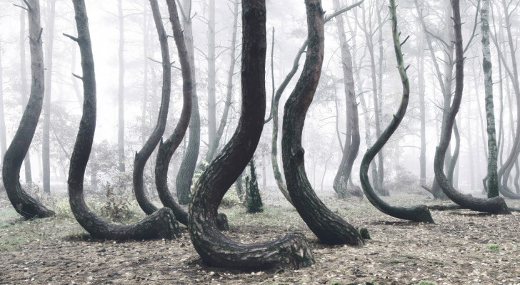 rencontre internationale des jeunes pianistes luxembourg