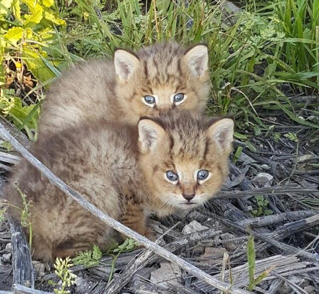Trova Dei Gattini Abbandonati Per Strada Ma Poi Scopre Che Non Sono